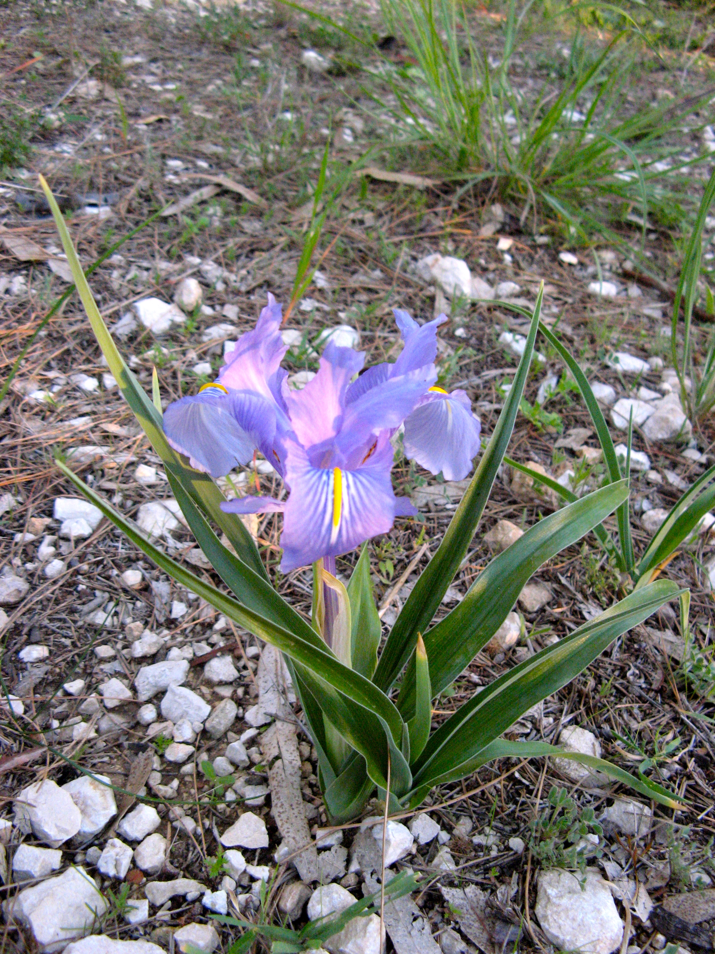 IMG 0284