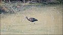 Ibis