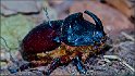 Osservatorio della Biodiversità di Cucullaro
 (5)