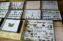 Osservatorio della Biodiversità di Cucullaro
 (6)