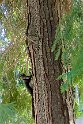 Osservatorio della Biodiversità di Cucullaro
 (7)