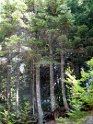 Fossiata - Itinerario 3  (12)
