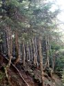 Fossiata - Itinerario 3  (14)