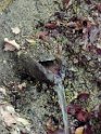 Fossiata - Itinerario 3  (20)