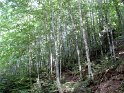 Fossiata - Itinerario 3  (23)