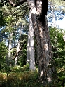 IMG_0320