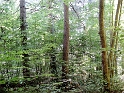 IMG_0331