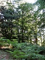 IMG_0332