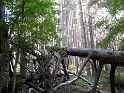 IMG_0335