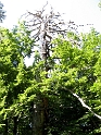 IMG_0355