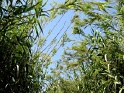 IMG_0270